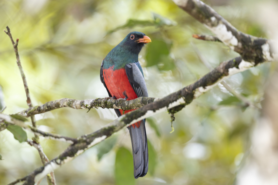 43Slaty-tailed Trogon.jpg