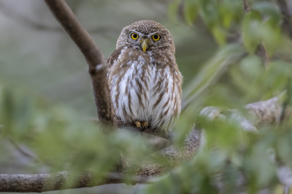 46Ferruginous Pygmy-Owl.jpg