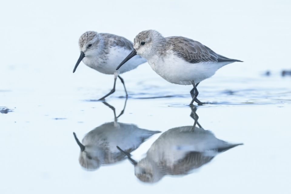 48Western Sandpiper.jpg