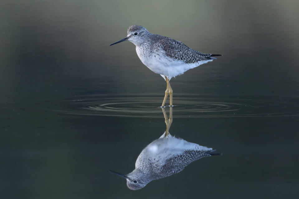 49Lesser Yellowlegs.jpg