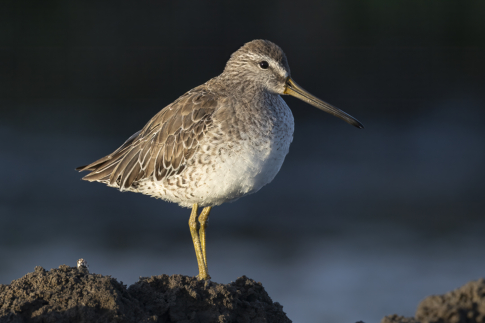 50Short-billed Dowitcher.jpg