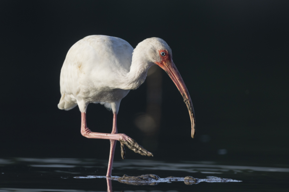 52White Ibis.jpg