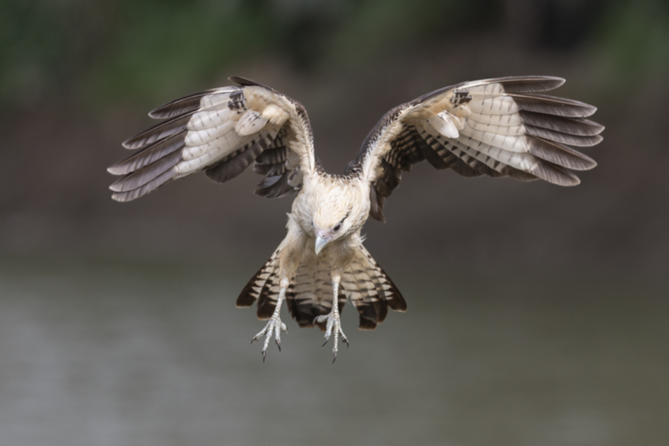 57Yellow-headed Caracara.jpg