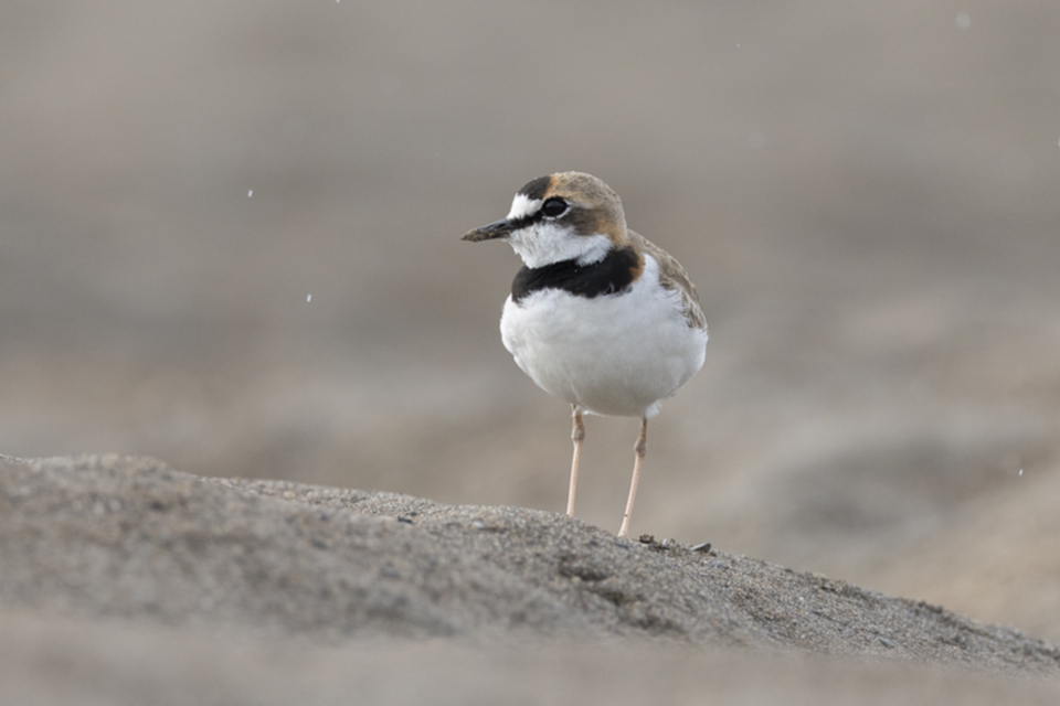 59Collared Plover.jpg