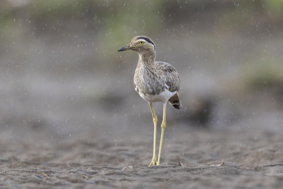 60Double-striped Thick-Knee.jpg