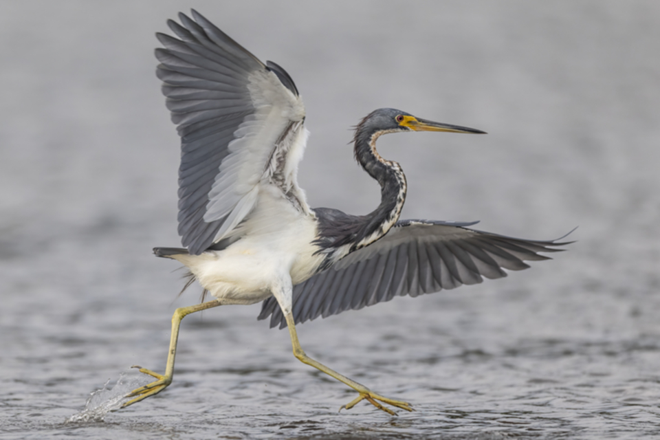 62Tricolored Heron.jpg