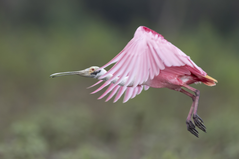 63Roseate Spoonbill.jpg