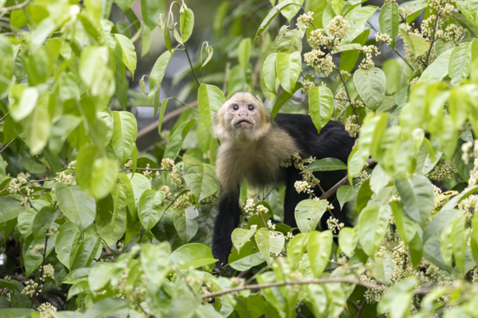 65White-faced Capuchin.jpg