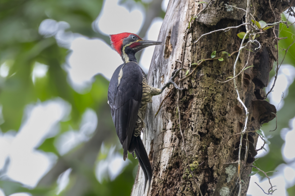 66Lineated Woodpecker.jpg