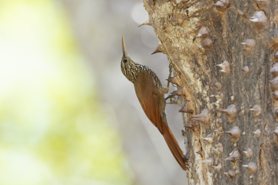 67Streak-headed Woodcreeper.jpg