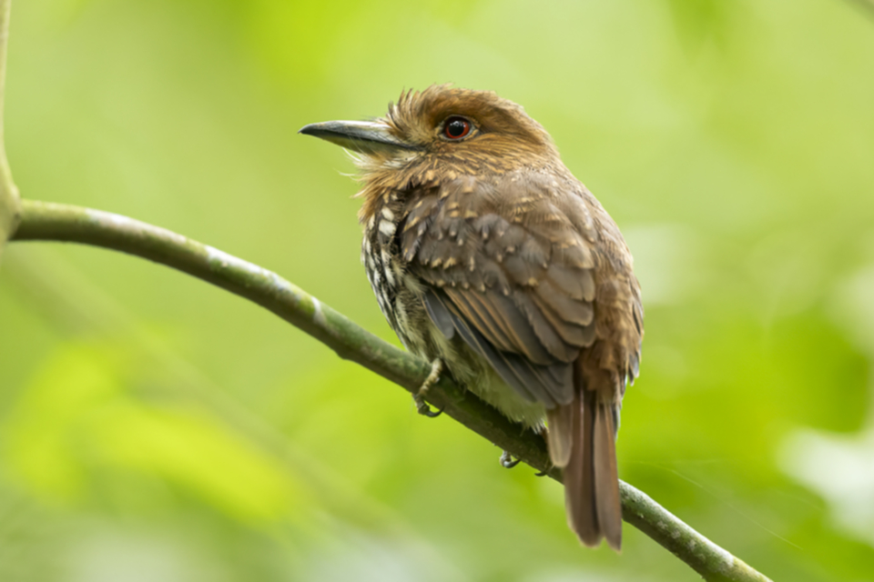 68White-whiskered Puffbird.jpg