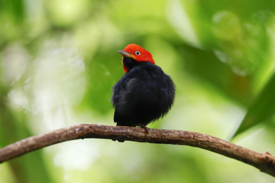 69Redcapped Manakin.jpg