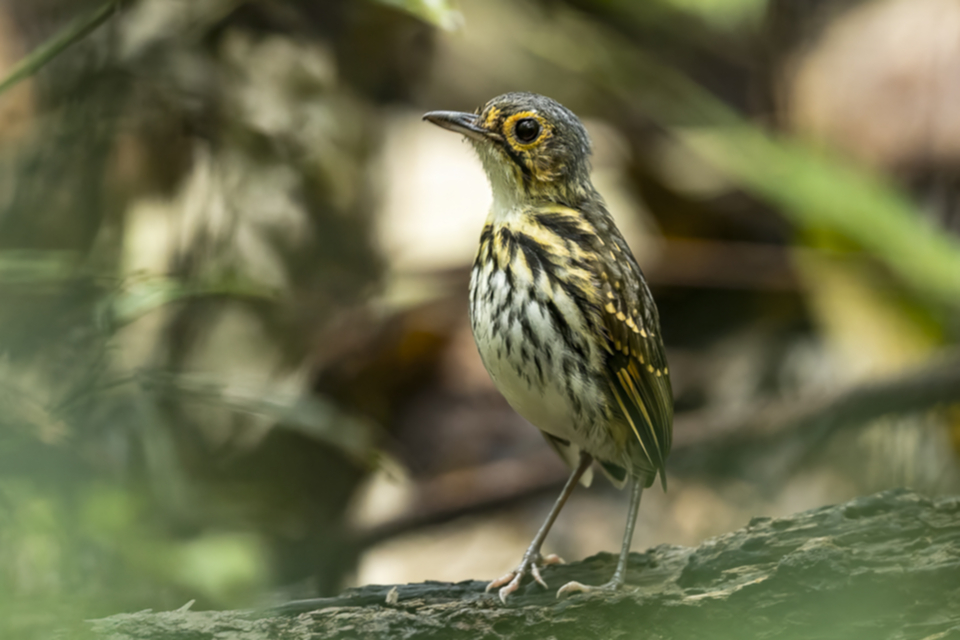 70Streak-chested Antpitta.jpg