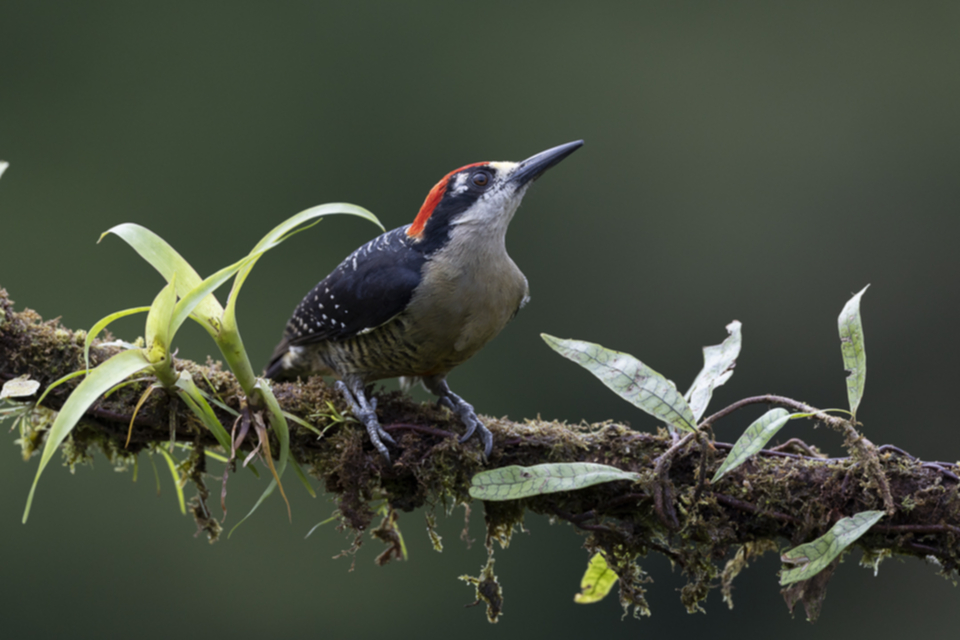 32Black-cheeked Woodpecker_199a9gz1t96rc.jpg