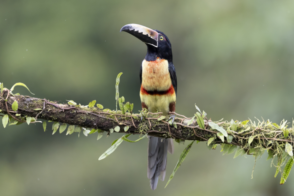 33Collared Aracari_vdh2i8nscd7y.jpg